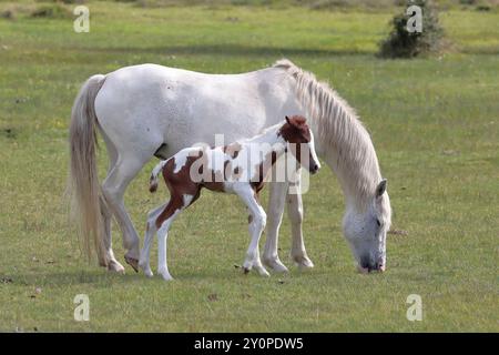 Un poney New Forest blanc avec son poulain nouveau-né brun et blanc, sur une plaine herbeuse Banque D'Images