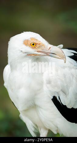 Gros plan d'un majestueux vautours aux noix de palmier perché gracieusement sur une branche, mettant en valeur son plumage saisissant et son regard pointu. Parfait pour la faune et la conse Banque D'Images