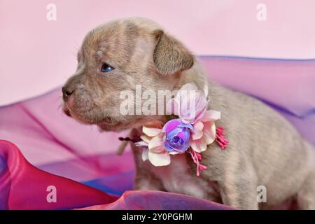 Quatre semaines jeune chiot bouledogue français Brindle lilac de race pure avec long nez en tissu tulle Banque D'Images