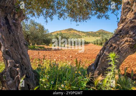 Olive Grove vu du dessous un olivier. Fuente del Fresno, Ciudad Real province, Castilla La Mancha, Espagne. Banque D'Images