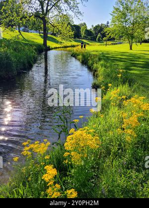 Ruisseau serein et fleurs sauvages dans Golden Hour at Eye Level Banque D'Images