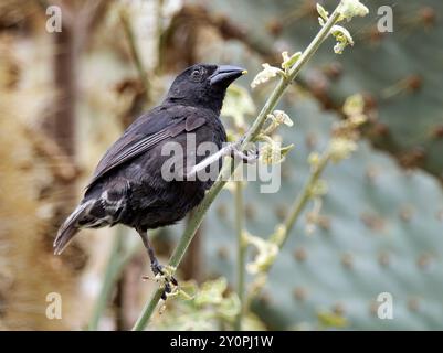 pingouin commun, petit pingouin cactus, Géospize des cactus, Geospiza scandens intermedia, földi kaktuszpinty, île de Santa Cruz, Galápagos, Équateur Banque D'Images