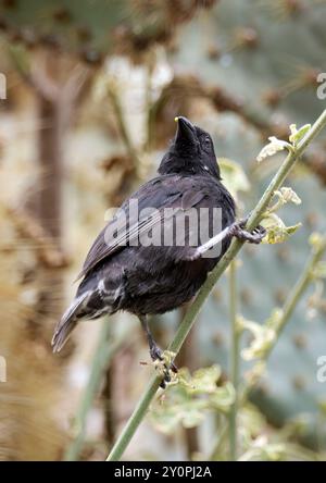 pingouin commun, petit pingouin cactus, Géospize des cactus, Geospiza scandens intermedia, földi kaktuszpinty, île de Santa Cruz, Galápagos, Équateur Banque D'Images