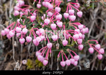 Bog rosemary Banque D'Images