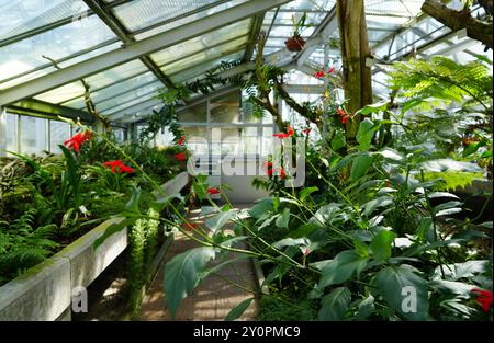 Plantes tropicales et fougères aux serres Gruson à Magdebourg Banque D'Images