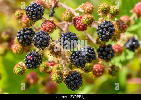 Le fruit mûrissant de la mûre de l'Himalaya (Rubus armeniacus) très invasive. Banque D'Images
