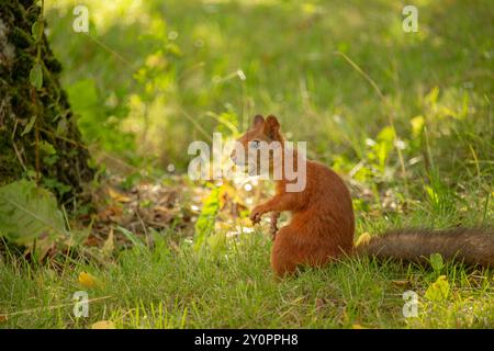 Fourrure rouge d'écureuil avec des noix et forêt d'été sur fond animal de nature sauvage thématique (Sciurus vulgaris rongeur) Banque D'Images