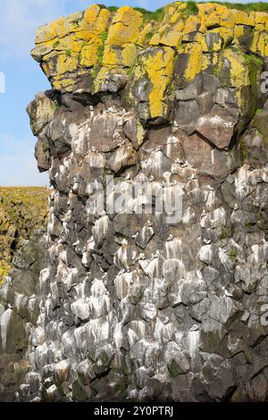 Côte avec falaise d'oiseaux et formations rocheuses comme vu du bord de l'eau. Arnastapi, Hellnar, Snæfellsbær, péninsule de Snæfellsnes, Islande occidentale Banque D'Images