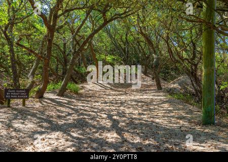 Parc national de Jockey's Ridge avec les plus hautes dunes de sable sur la côte est. Banque D'Images