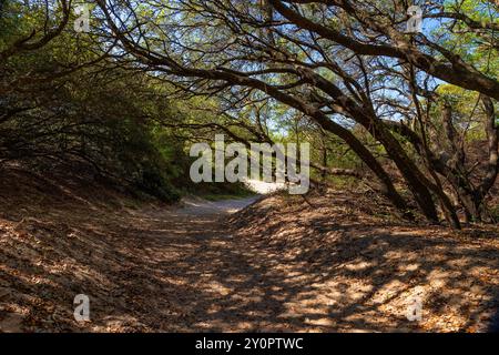Parc national de Jockey's Ridge avec les plus hautes dunes de sable sur la côte est. Banque D'Images