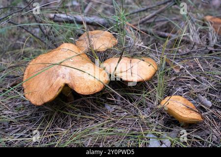 Les champignons poussent dans la forêt en automne, gros plan Banque D'Images