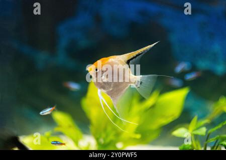 Gros plan d'un poisson d'aquarium poisson angeleux nageant dans un aquarium avec des plantes vertes Banque D'Images