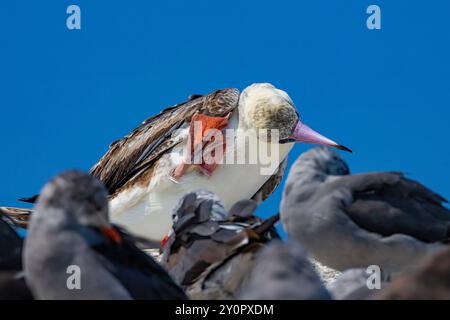 Botte à pieds rouges, Sula sula, sous-adulte vagabonde de 2e année, grattant la tête avec le pied, vue au Port Townsend Marine Science Center, État de Washington, États-Unis Banque D'Images