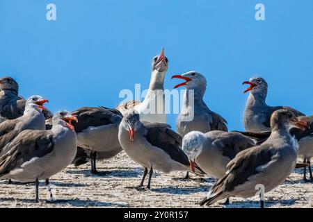 Botte à pieds rouges, Sula sula, vagabond sous-adulte de 2e année vu au Centre des sciences marines de Port Townsend, État de Washington, États-Unis Banque D'Images