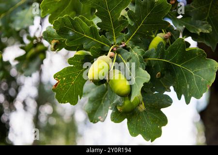 Une grappe de glands verts éclatants accrochés gracieusement à une branche d'arbre robuste, mettant en valeur la beauté de la nature en automne Banque D'Images