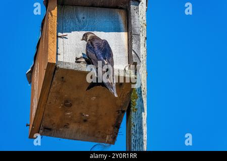 Purple Martin, Progne subis, famille utilisant un nichoir sur le quai du Port Townsend Marine Science Center, État de Washington, États-Unis Banque D'Images