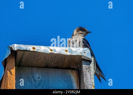 Purple Martin, Progne subis, famille utilisant un nichoir sur le quai du Port Townsend Marine Science Center, État de Washington, États-Unis Banque D'Images