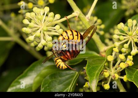 Hornet capture et tue une Wasp, Royaume-Uni Banque D'Images