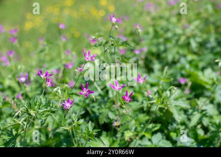 Gros plan des fleurs de Thurstonianum cranesbill (géranium oxonianum) en fleurs Banque D'Images