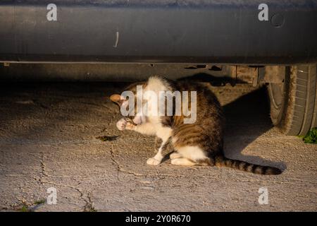 Chat domestique assis sous la voiture, nettoyant sa fourrure pendant le coucher du soleil dans la petite ville de Primosten, Croatie Banque D'Images