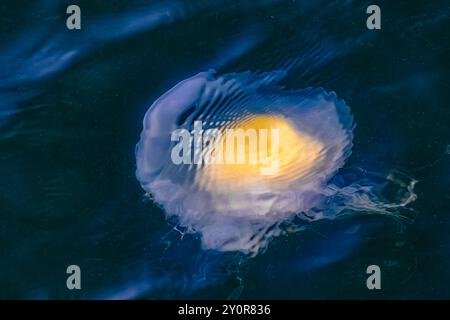 Méduse aux œufs frits, Phacellophora camtschatica, vue depuis l'embarcadère du Port Townsend Marine Science Center, État de Washington, États-Unis Banque D'Images