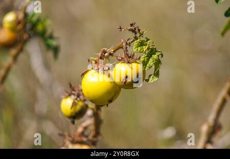 Solanum linnaeanum, parasol sp. Pomme du diable, pomme de Sodome, fruit de la plante, Tarifa, Espagne. Banque D'Images