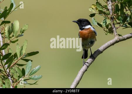 Stonechat européen mâle (Saxicola rubicola) perché Banque D'Images