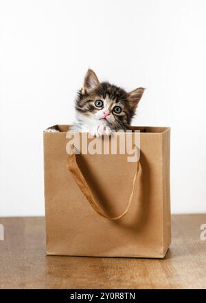 Drôle petit chaton regarde hors du sac en papier cadeau. Concept de chat adorable heureux et soigné pour les animaux domestiques. Copier l'espace. Banque D'Images