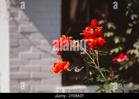 Bourgeons de rose parfumés rouge orange sur un arbuste à fleurs dans un lit de jardin formel en été. Fleurs sur un fond sombre. Roses vives fleurissant sur la cour arrière. Banque D'Images