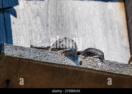 Purple Martin, Progne subis, famille utilisant un nichoir sur le quai du Port Townsend Marine Science Center, État de Washington, États-Unis Banque D'Images