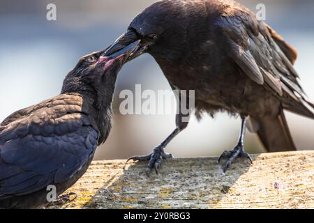 Corbeau d'Amérique, Corvus brachyrhynchos, nourri par ses parents à Port Townsend, État de Washington, États-Unis Banque D'Images