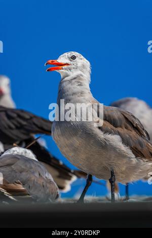 La mouette de Heermann, Larus heermanni, à Port Townsend, État de Washington, États-Unis Banque D'Images