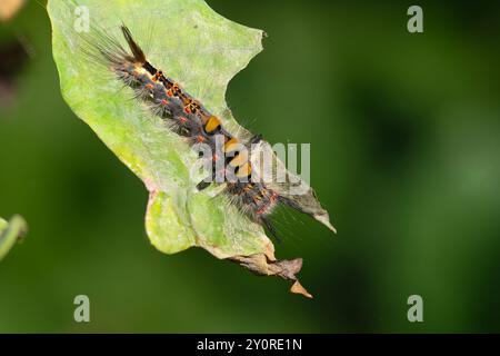 Gros plan d'une chenille rouillée de papillon de tussock sur une feuille de chêne. Banque D'Images