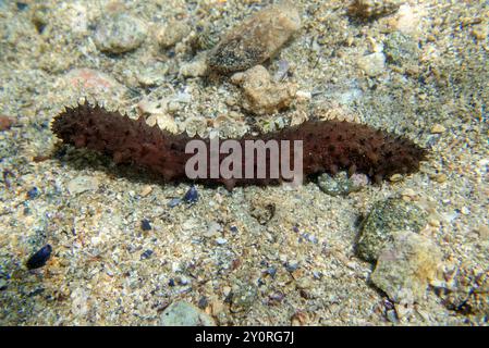 ' Holothuria tubulosa ', la filière de coton ou concombre tubulaire de mer Banque D'Images