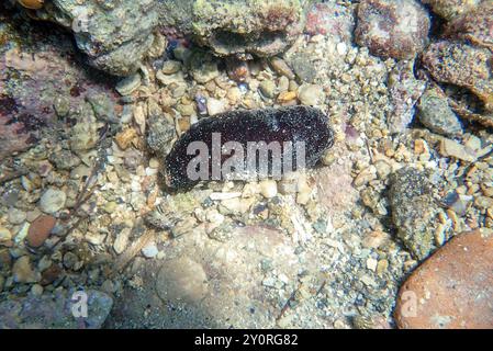 ' Holothuria tubulosa ', la filière de coton ou concombre tubulaire de mer Banque D'Images