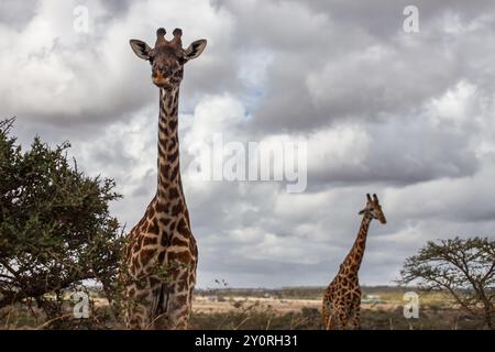 Girafes dans Nairobi Safari Park, Kenya Banque D'Images