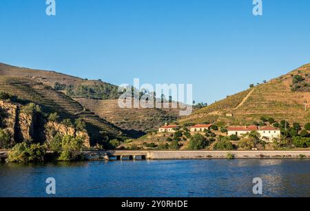 Vue sur les rives du fleuve Douro avec des pentes pleines de vignes et de vieilles maisons illuminées par le soleil, entre Peso da Régua et Pinhão au Portugal Banque D'Images