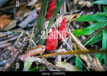 Torche rouge Zingiber zerumbet ou plante de gingembre amer poussant dans une forêt. Banque D'Images