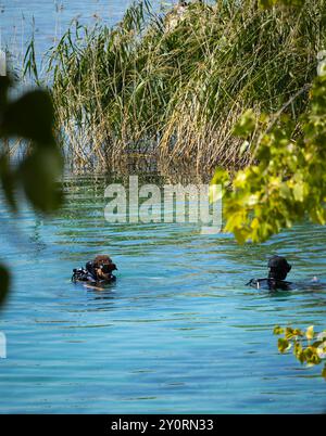 25 août 2024, Ohrid Bay of the Bones, Macédoine du Nord plongeurs en combinaisons noires de plongée sous-marine, un homme et une femme avec des bouteilles d'oxygène coulent sous le transp Banque D'Images