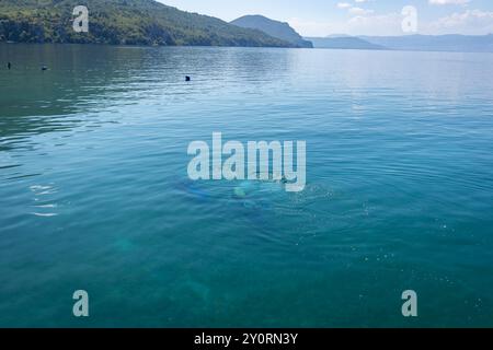 Plongeurs en combinaisons de plongée sous-marine noires, un homme et une femme avec des bouteilles d'oxygène coulent sous l'eau bleue transparente dans le lac Ohrid. Banque D'Images