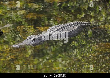 Alligator américain (Alligator mississippiensis), eau, couché, vert, marais de Big Cypress, Floride, États-Unis, Amérique du Nord Banque D'Images