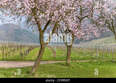 Amandier (Prunus dulcis), printemps dans le sud du Palatinat, Palatinat, Rhénanie-Palatinat, Allemagne, Europe Banque D'Images