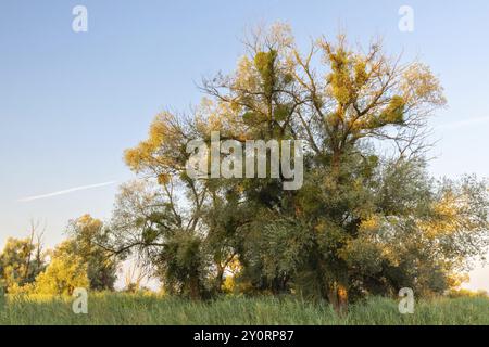 Saules (Salix), famille des saules (Salicaceae), Lac de Constance, réserve naturelle d'Eriskircher Ried, Eriskirch, Bade-Wuerttemberg, Allemagne, Europe Banque D'Images