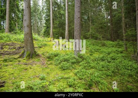 Troncs de pin sylvestre (Pinus sylvestris) et d'épinette de Norvège (Picea abies) dans une forêt, Bavière, Allemagne, Europe Banque D'Images