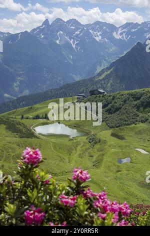 Fleur de rose alpine, panorama du Fellhorn sur le Schlappoldsee et la station de montagne de la Fellhornbahn jusqu'à la crête principale centrale de l'Allga Banque D'Images