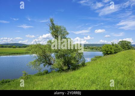 Paysage de la rivière Danubia avec reflet du paysage et des nuages, Haut Palatinat, Bavière, Allemagne, Europe Banque D'Images