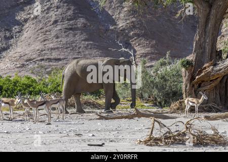 Springbok angolensis angolensis (Antidorcas angolensis) et éléphant du désert (Loxodonta africana) dans la rivière sèche Hoanib, Kaokoveld, région de Kunene, Namibie, Afrique Banque D'Images