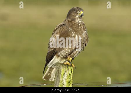 Buzzard de steppe (Buteo buteo) assis sur un poteau d'une clôture de pâturage, basse-Saxe, Allemagne, Europe Banque D'Images