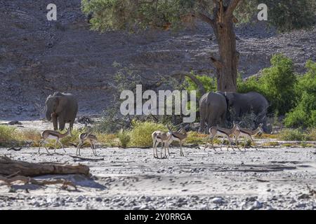 Springboks angolensis (Antidorcas angolensis) et éléphants du désert (Loxodonta africana) angolais dans la rivière sèche Hoanib, Kaokoveld, région de Kunene, Namibie, Afric Banque D'Images