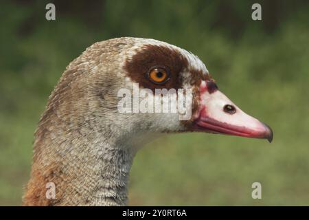 Tête de l’OIE du Nil (Alopochen aegyptiacus), close-up, Moenchbruch, Francfort-sur-le-main, Hesse, Allemagne, Europe Banque D'Images